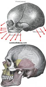 Skull development from Child to Adult